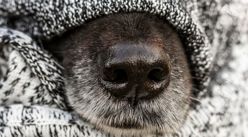 Previsão de frio intenso em Santa Catarina exige cuidados especiais na parte de segurança da casa e dos animais de estimação
