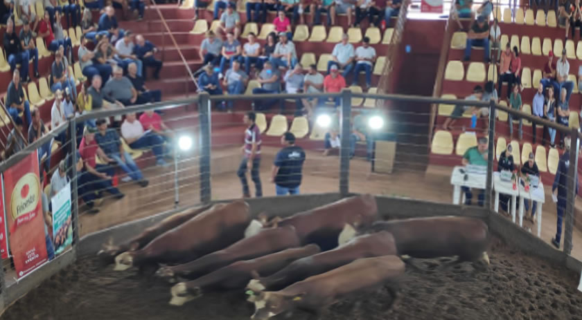 São Miguel do Oeste e região fortalecem bovinocultura de corte