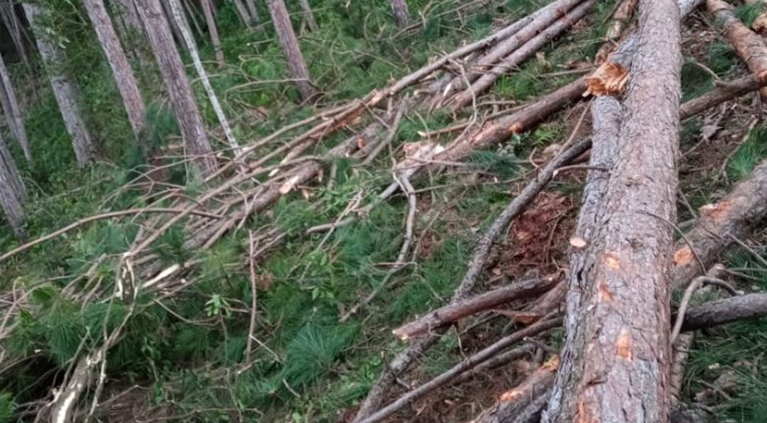 Homem morre após ser atingido por árvore