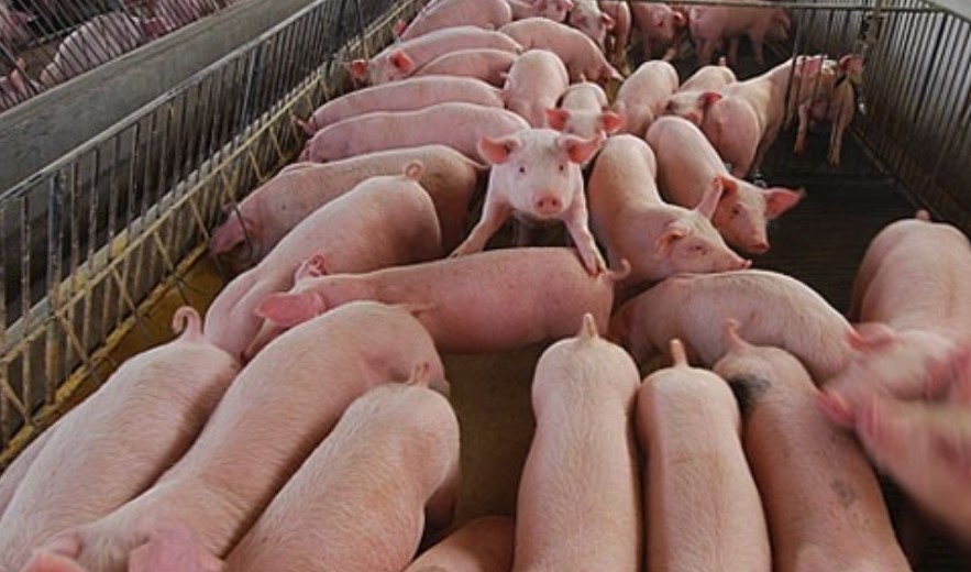 Exportação de carne suína do Brasil registra 2º maior volume mensal da história, diz associação