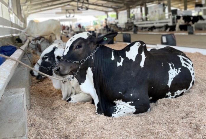 Mercoleite 2025: Torneio Leiteiro e Genética em destaque na Faismo reforçam força da produção do Extremo Oeste