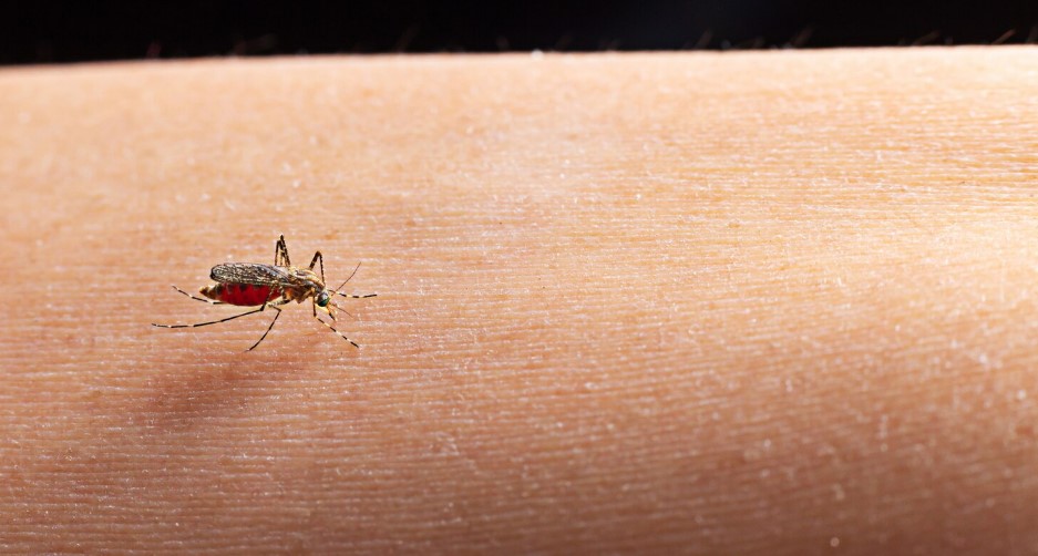 Santa Catarina registra aumento de 230% nos casos de dengue