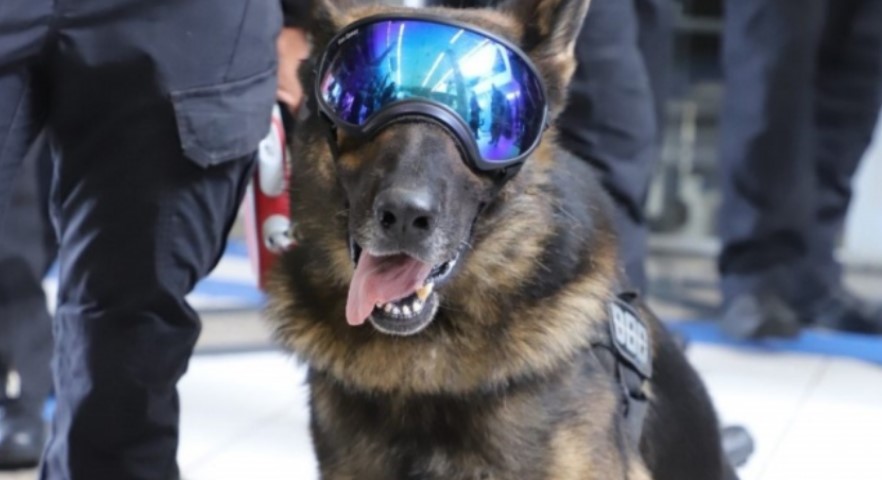 Morre Yankee, primeiro cão a integrar a Polícia Penal de Santa Catarina