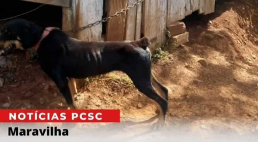 Polícia resgata animal em situação de maus tratos