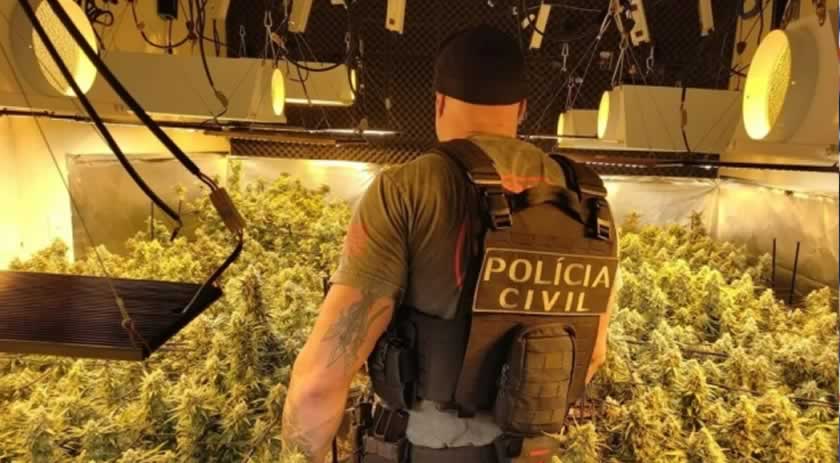 Polícia localiza estufas com 60 pés de supermaconha em duas residências