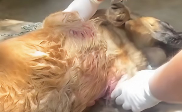 Cão é resgatado após sofrer maus-tratos e levado ao Canil Cris Muniz