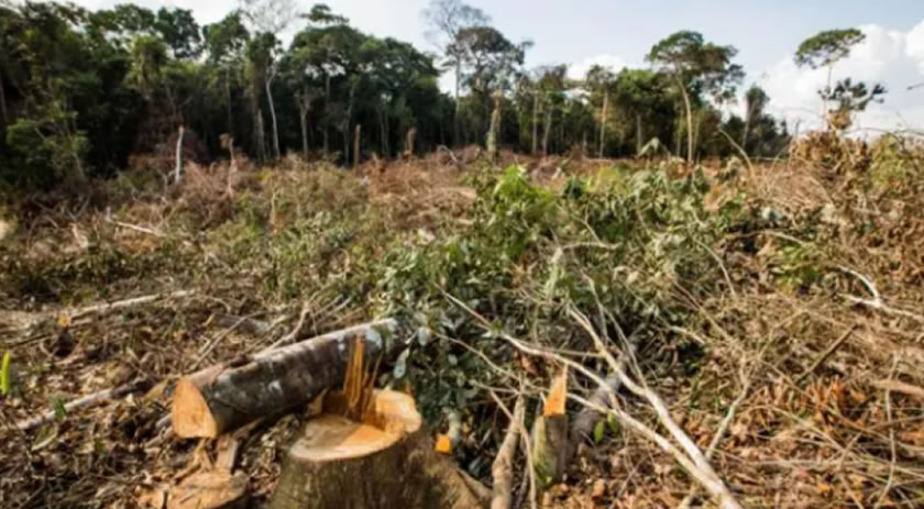 Brasil é o país que mais desmata florestas tropicais no mundo, diz ONG