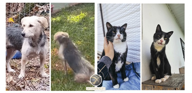 ONG denuncia maus-tratos a animais adotados