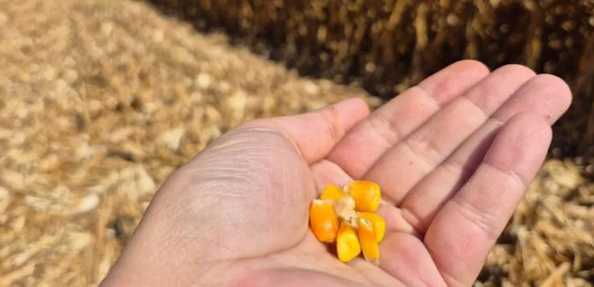 Produtividade do milho cresce 35% em 10 anos no Extremo Oeste