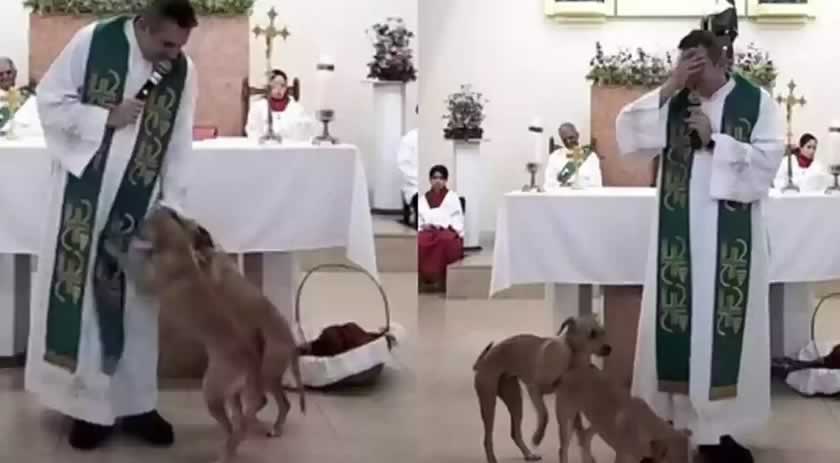 Cães invadem missa, puxam vestes de padre e até tentam cruzar no altar em Juiz de Fora