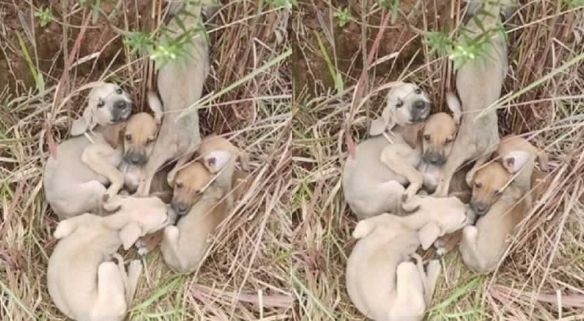 Seis cães são abandonados em estrada e polícia resgata filhotes no Oeste de SC
