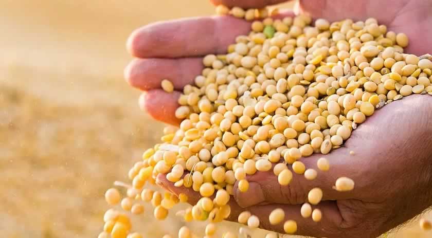 Ministério da Agricultura institui novas regras para o uso e comercialização de sementes
