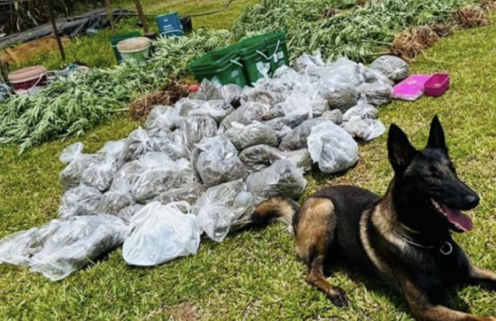 Ação conjunta da Polícia Civil e Polícia Militar apreende 25 kg de maconha