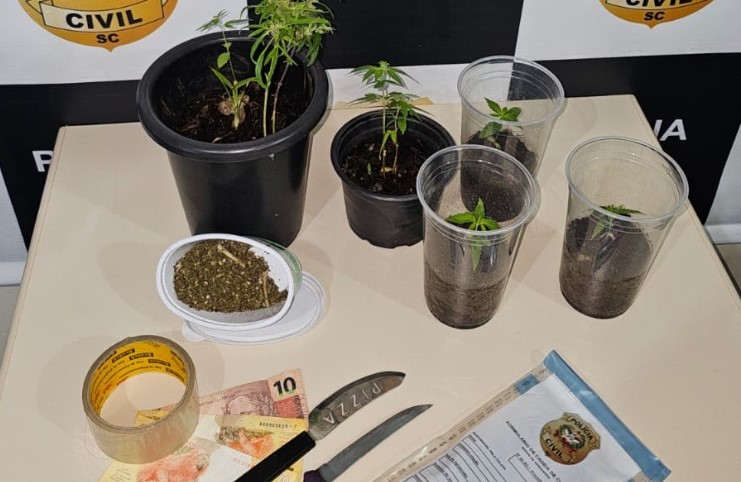 Polícia apreende vasos com cultivo de maconha