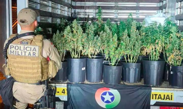"Fábrica de supermaconha" é descoberta em SC após denúncia anônima