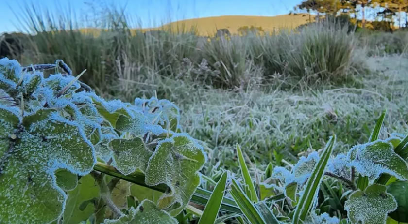 SC registra primeira temperatura negativa de 2022 e geada
