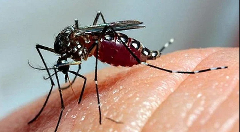 Santa Catarina registra alta de mais de 580% nos casos de chikungunya em 2025