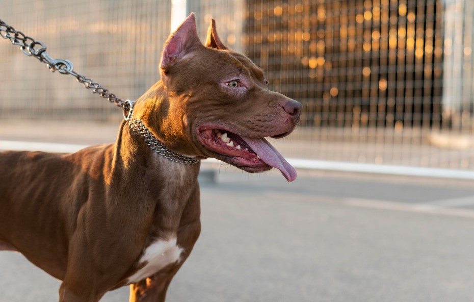 Associação vai ao STF contra lei e decreto dos pitbulls de SC
