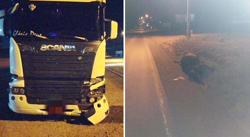 Vaca na pista causa acidente