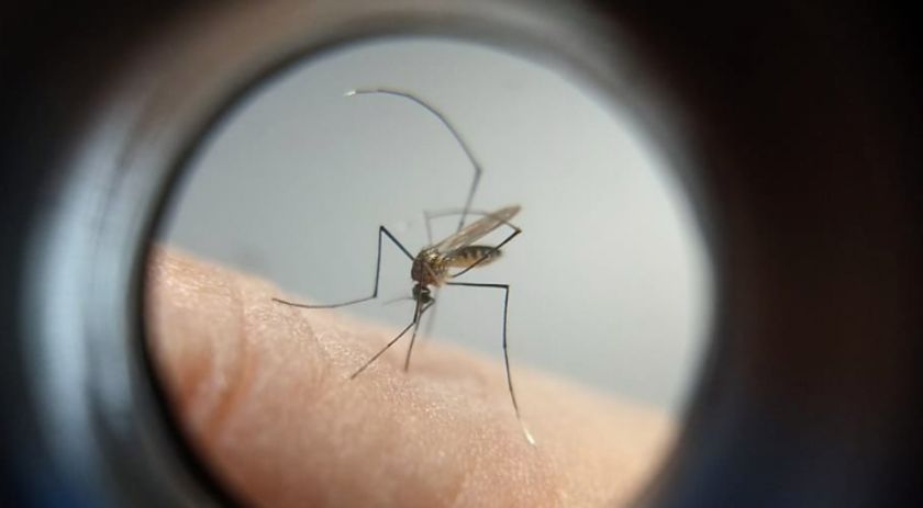 Casos prováveis de dengue se aproximam de 400 mil no Brasil em 2024