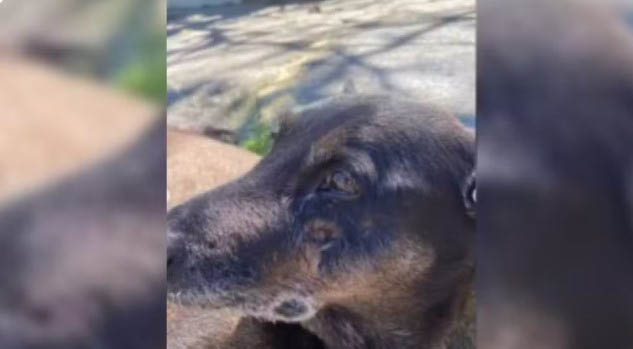 Caso Orelha: corpo de cão é exumado e novo laudo deve esclarecer morte