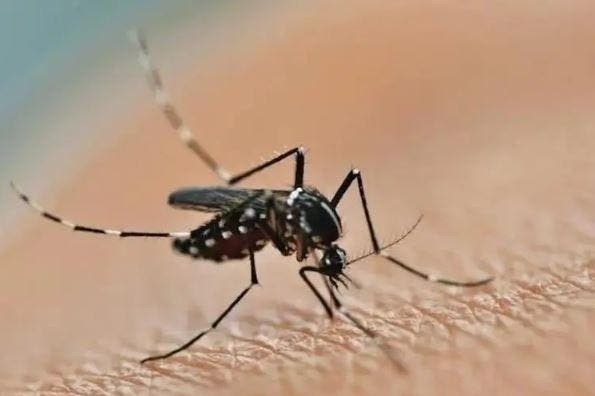 Brasil chega a 1.116 mortes por dengue e bate recorde histórico