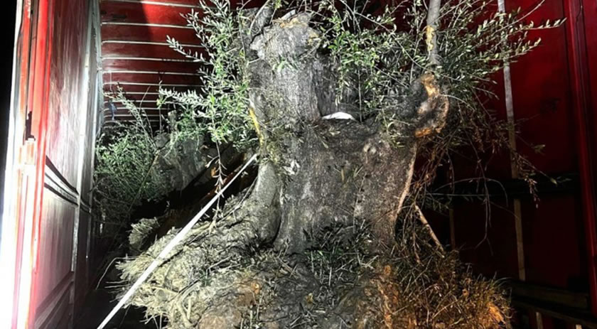PF e PM apreendem caminhão com 8 oliveiras contrabandeadas