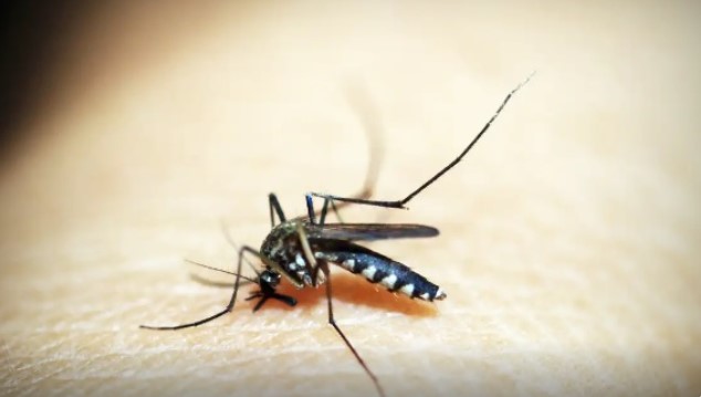 Dia D de combate ao Aedes aegypti ocorre neste sábado em todo o país