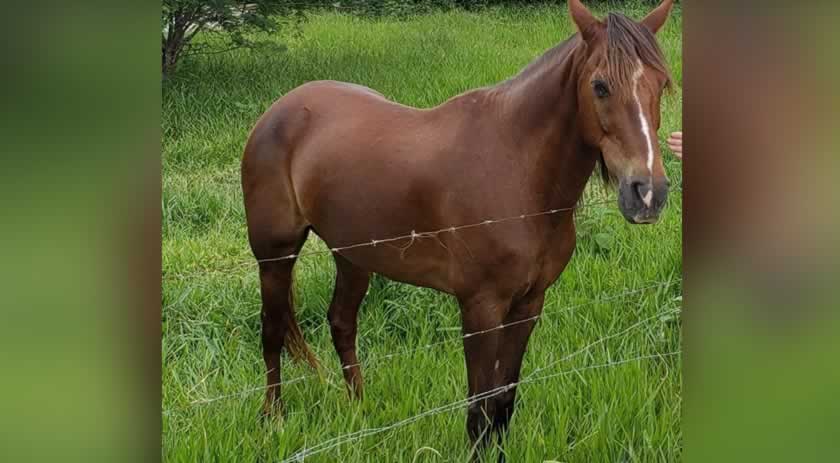 Homem é preso por furtar cavalo no interior