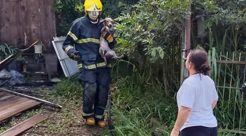 Bombeiros resgatam mais de 20 animais após incêndio em residência no litoral catarinense