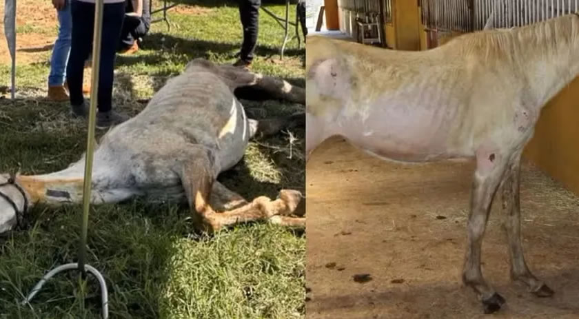 Cavalos são resgatados desnutridos e entre ossadas após denúncia de maus-tratos e abandono em SC