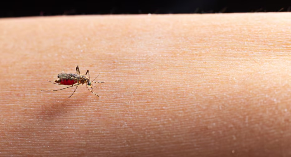 Santa Catarina passa dos 55 mil focos do Aedes aegypti e confirma 20 mortes por dengue em 2025
