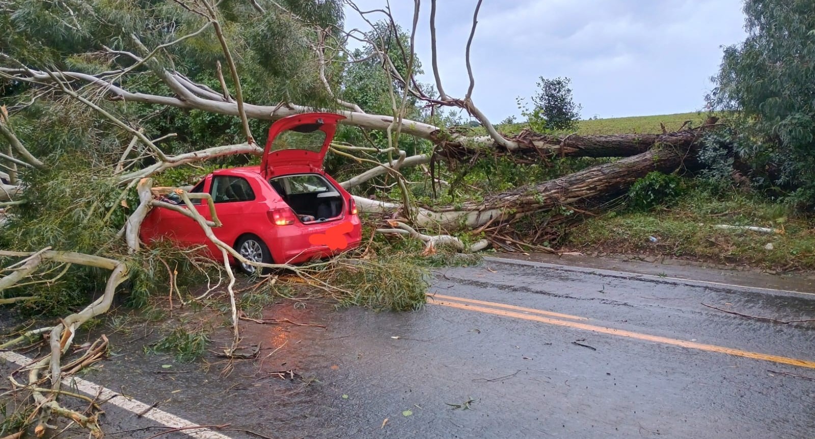 Queda de árvore causa acidente e bloqueia rodovia na SC-350