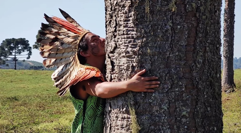 Temendo extinção da Áraucária, indígenas de SC reflorestam território com árvore 'sagrada'
