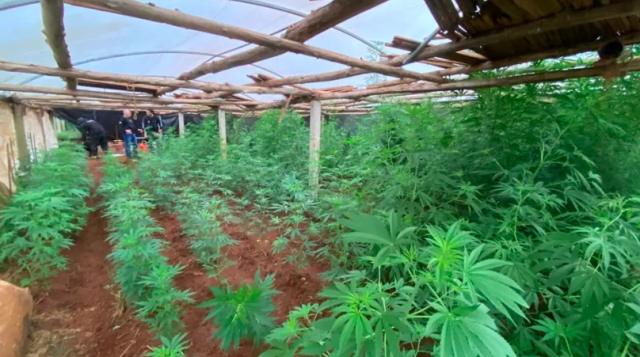 Denúncia anônima faz polícia descobrir 200 pés de maconha em casa no Oeste de SC