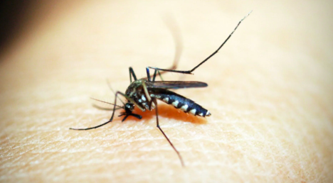 Mosquito da dengue consegue “aprender” e mudar comportamento diante de repelentes, aponta estudo
