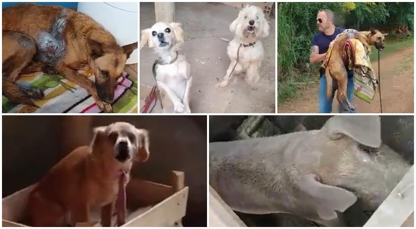 Cinco cães são resgatados pela Polícia Civil em estado de vulnerabilidade e maus tratos em Barracão