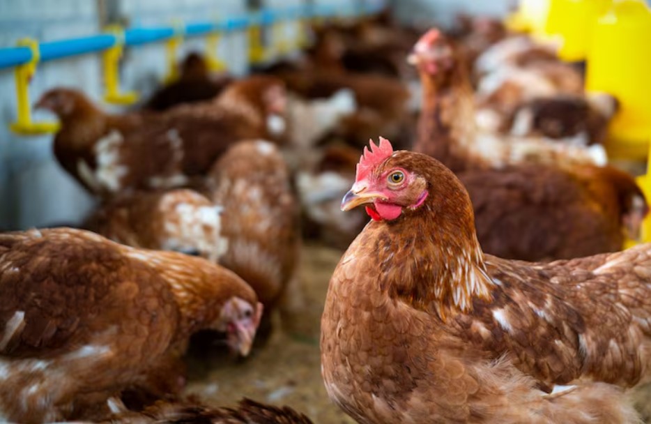 Uruguai detecta gripe aviária em ave silvestre