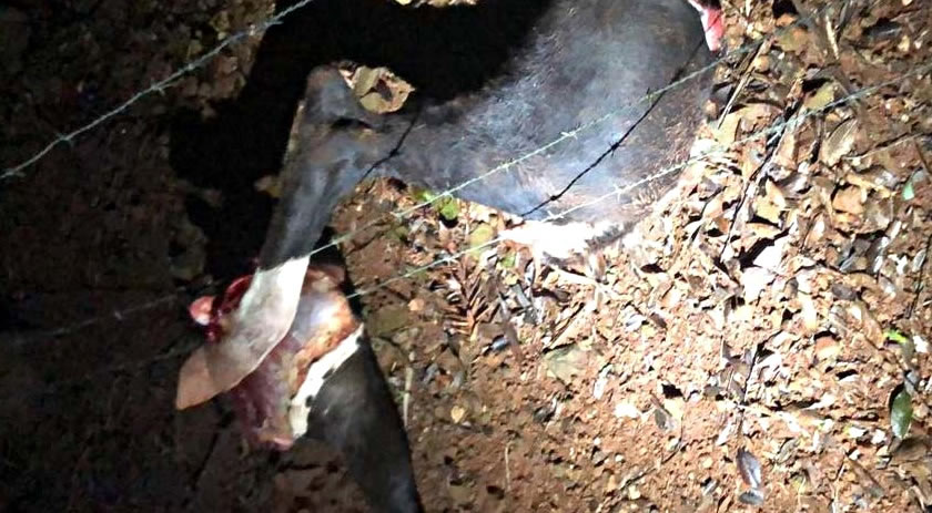 Ladrões de gado são surpreendidos e abandonam partes do animal no local