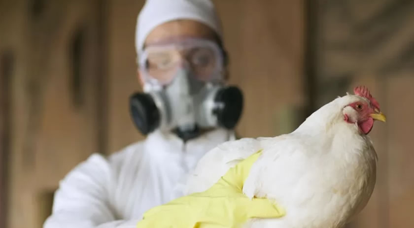 Número de focos de gripe aviária no Brasil sobe para 30