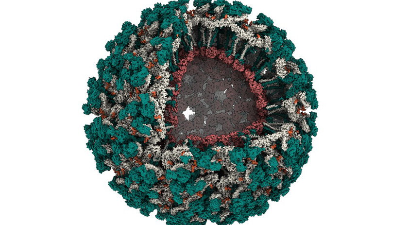 Cientistas do CNPEM revelam detalhes inéditos do vírus mayaro, em circulação no Brasil