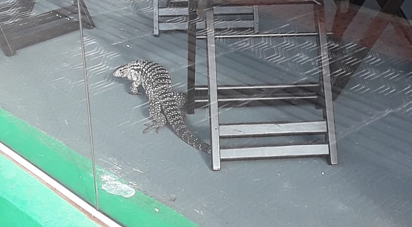 Lagarto é flagrado dentro de loja de móveis no centro