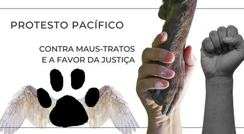 Após morte brutal de cachorro, ONG Ame Bicho organiza protesto