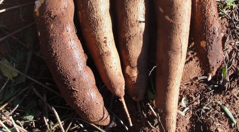 PM prende homem que furtou cerca de 20kg de mandioca