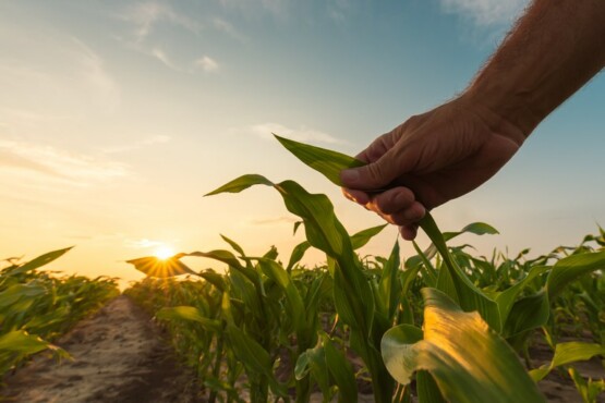 Congresso aprova corte de R$ 45 milhões no orçamento do programa de seguro rural