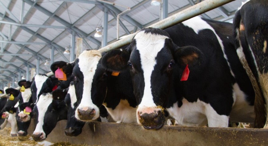 Assembleia Legislativa vai debater crise enfrentada pelos produtores de leite em Santa Catarina