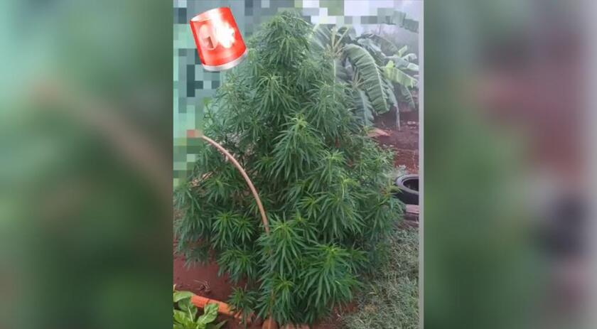 PM localiza pé de maconha com mais de 2 metros no centro de Bandeirante