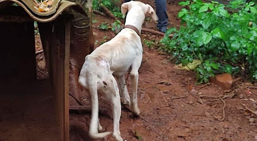 Morador é preso em flagrante por maus-tratos contra animais no Oeste