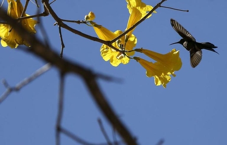 Oeste de SC tem previsão de sol e temperaturas próximas de 30ºC