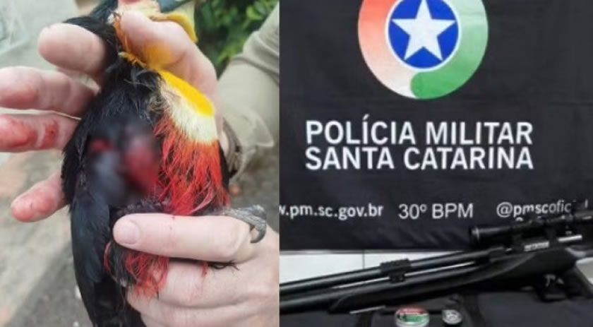 Padre é detido após atirar em tucano com arma de pressão